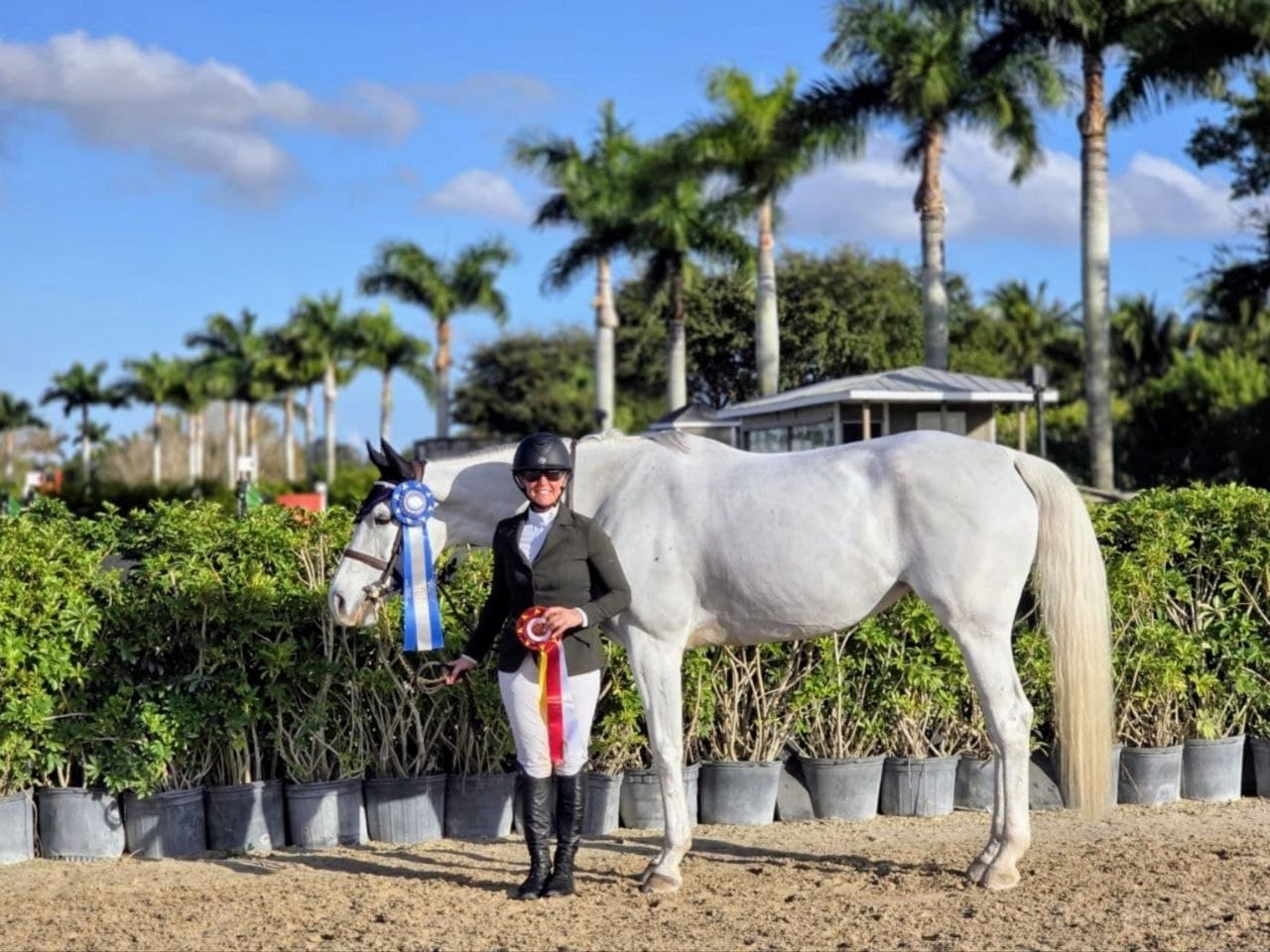 Gray horse and rider posing with blue and multicolored ribbons