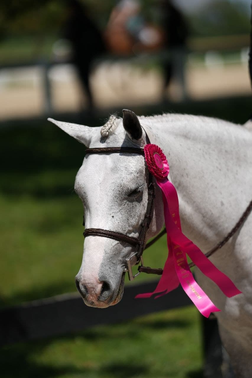 Gray horse wearing a bright pink ribbon